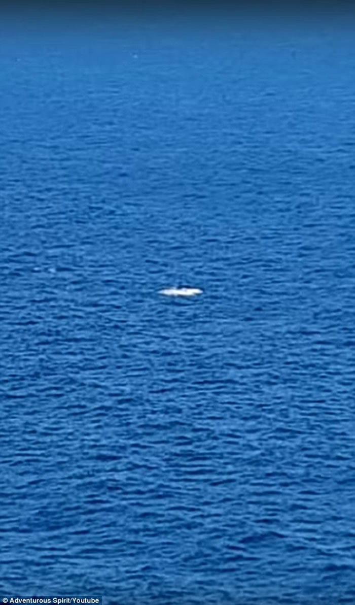 在澳洲亲眼目睹鲸鱼激战大白鲨 男子兴奋大叫