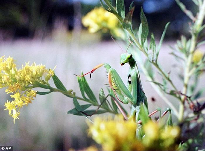 为什么某些生物类群包含了大量物种,而另一些类群的物种则屈指可数?比如现在世界上有超过2400种螳螂,而最早的螳螂化石可以追溯到约1.35亿年前。