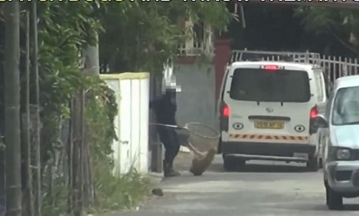 工作人员被指为奖金肆意捕杀狗只。