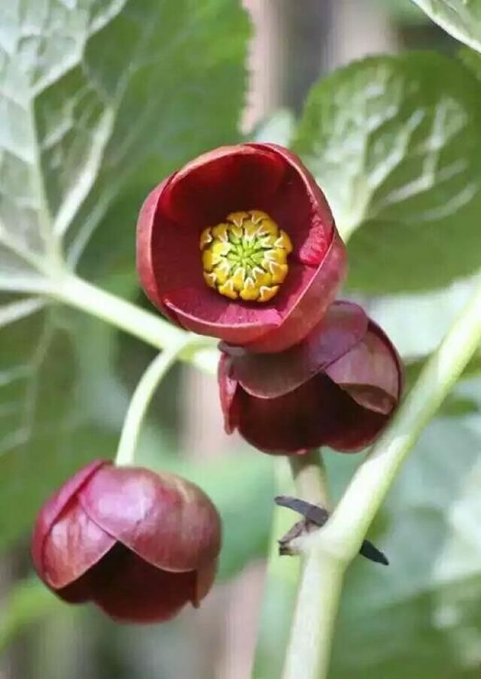 四川北川县小寨子沟国家级自然保护区发现一种新的植物:北川驴蹄草