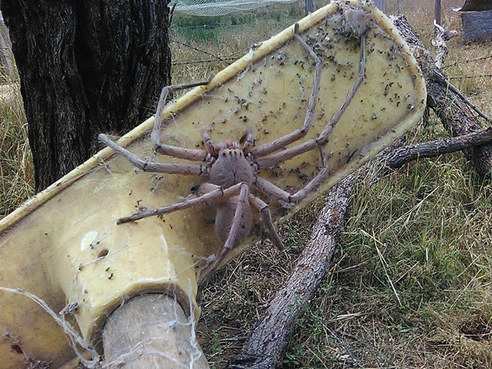 澳洲昆士兰州农场收养一只差点被人杀死的巨型蜘蛛猎人蛛