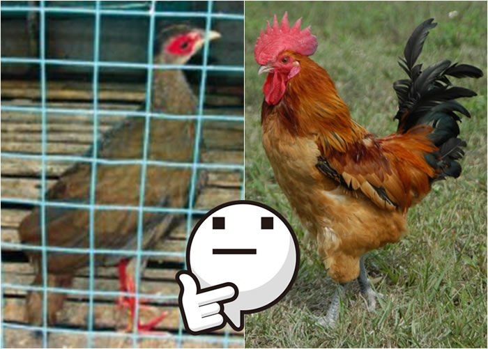 张翁错把“白鹇”(左)当成普通鸡只(右)。