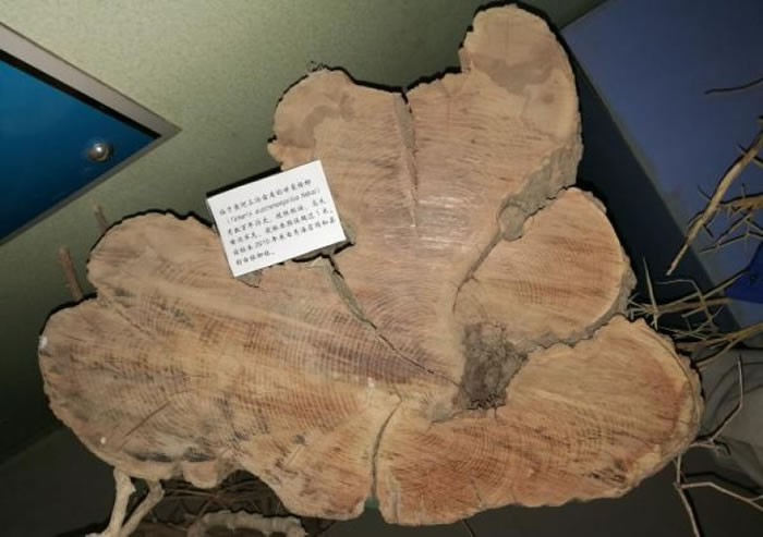 ����������203�ð��������