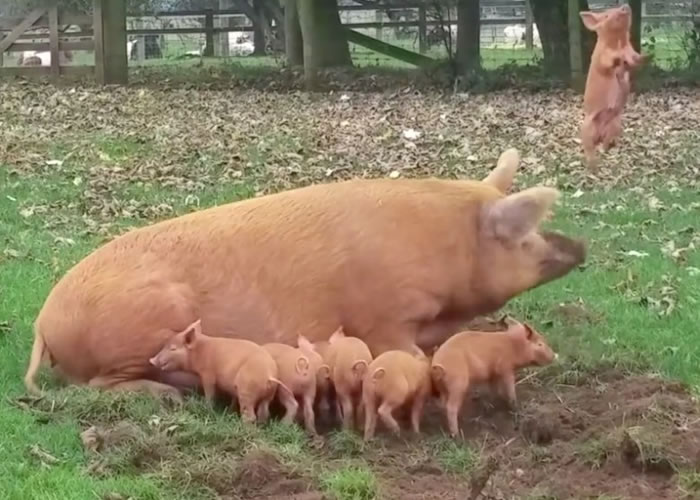 С�����׵�����С�