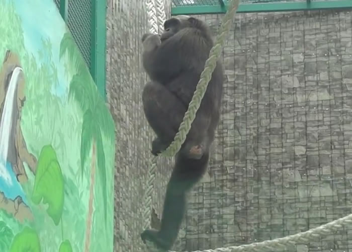 约翰后来在野生动物园里生活愉快。