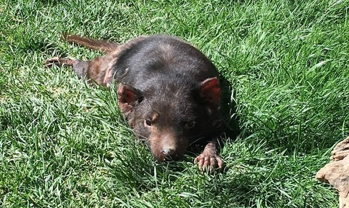 袋獾平均寿命为5到7年