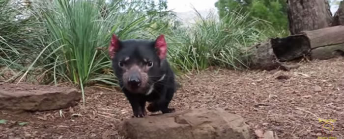 袋獾受到攻击会发出恶臭且尖叫