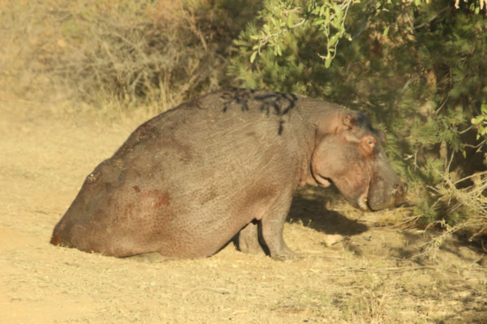 Ϸǿ³ҹ԰ʨҧ ʧҧ·