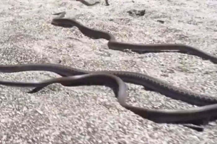 BBC行星地球2(地球脉动):加拉帕戈斯群岛小鬣蜥一出生就被一群游蛇追杀