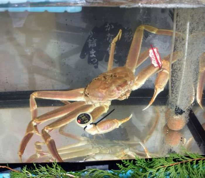 鸟取市一只获认证的楚蟹,以高价成交。