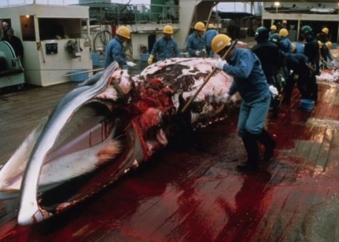 日本的捕鲸活动备受争议。