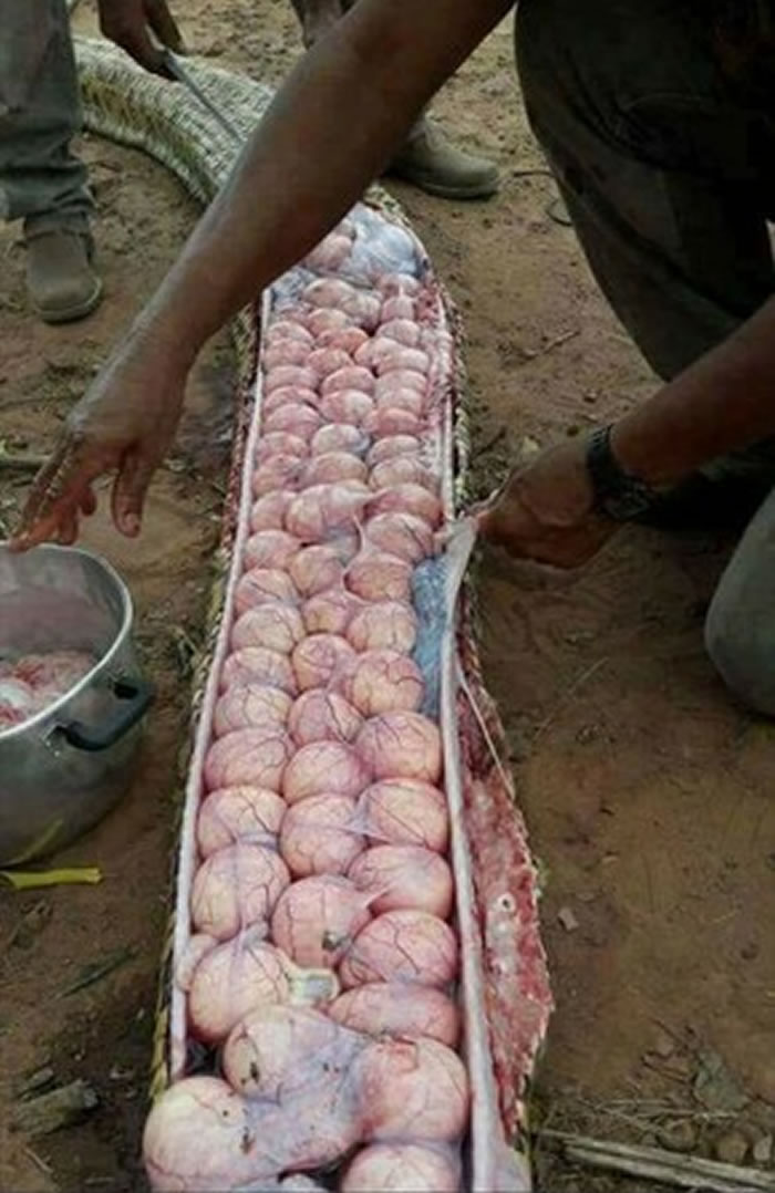 非洲尼日利亚村庄巨蟒因身体肿胀被认为偷吃家畜 杀死剖腹后却发现只是怀孕了