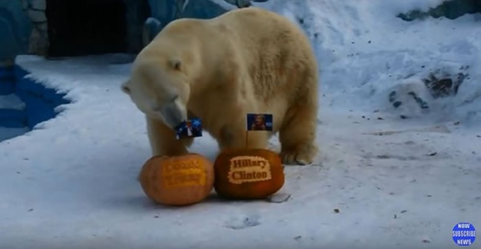 �����ܣ���������������Ԥ�⴨�ջᵱѡŶ��