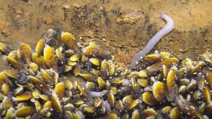 墨西哥湾海底死亡之湖 误闯禁区生物遭秒杀