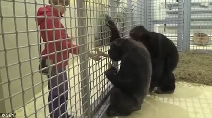 俄罗斯罗斯托夫动物园母黑猩猩Elya每天都认真清理窗户打扫地板