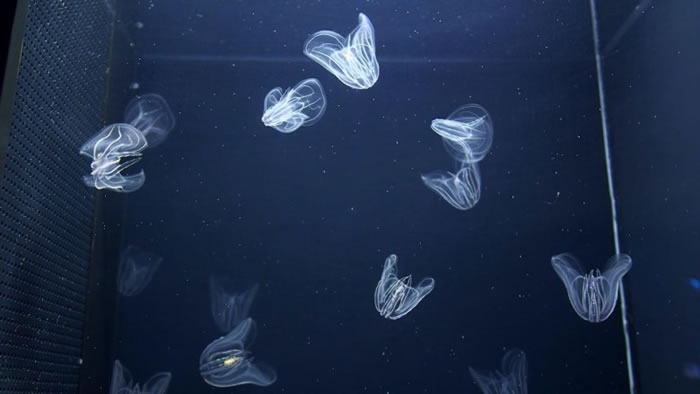 �µ�������԰�ɹ���ֳ������ˮĸ��