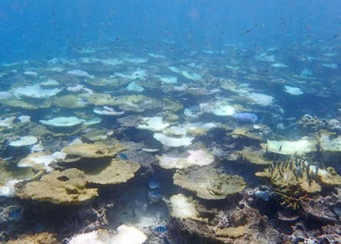冲绳县石垣岛的珊瑚礁有白化现象。