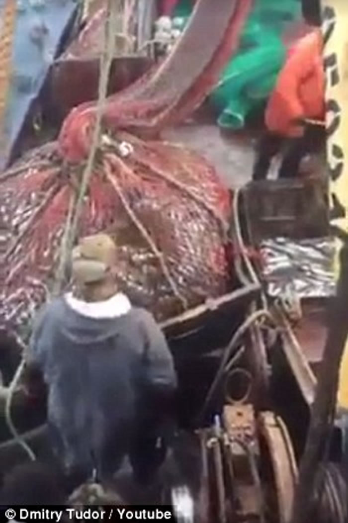 俄罗斯渔夫出海捕鱼意外捕上一只海狮