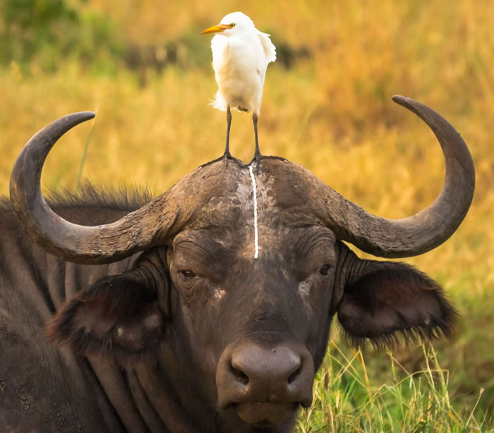 ���վ��ţͷ����ʺ��ţ�����α��鳬��Ц��