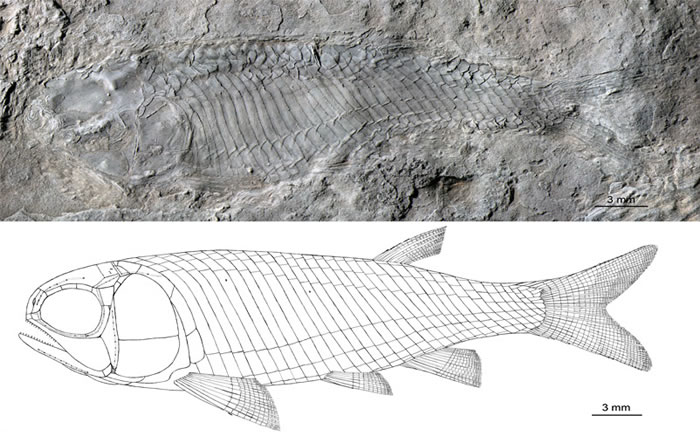 ������������Ա걾���临ԭͼ������ ��ͼ��