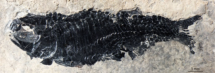 �������������Ա걾������ ��ͼ��