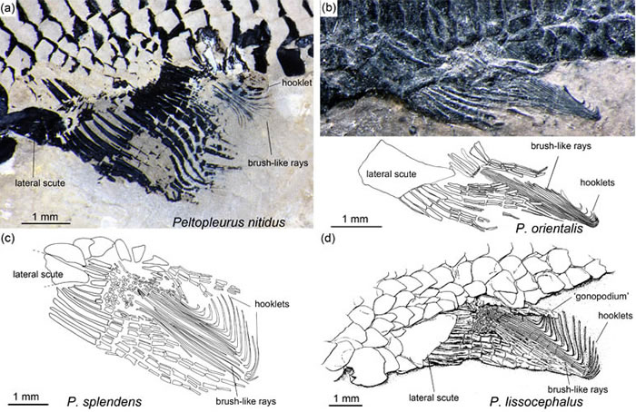 ���������������Ƚ�ͼ����ʾ�����㽻�������ݻ������� ��ͼ��