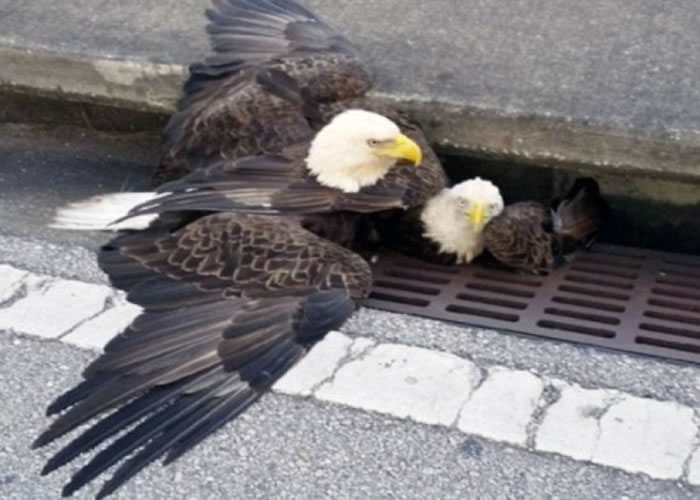 ��ͷӥ�����ڱ���ͬ�顣