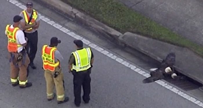 ������Ա�����Ѱ�ͷӥ�ȳ���