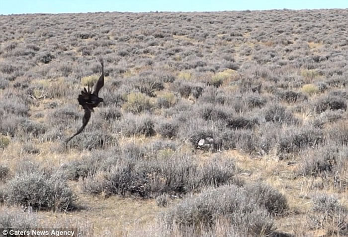 ԭһֻӿһԾ ɹӥħצӳ