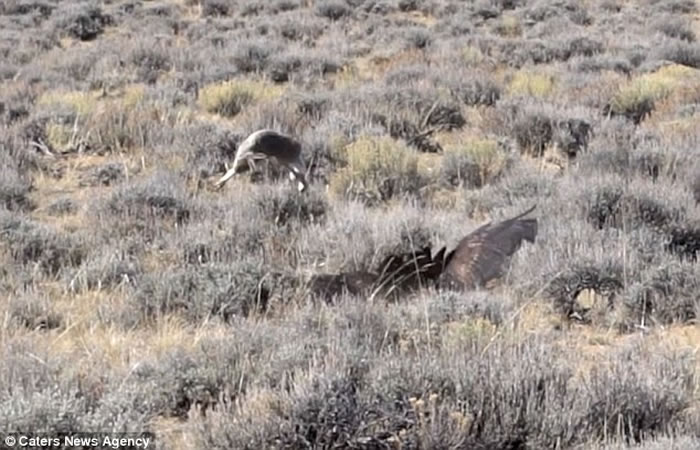 ԭһֻӿһԾ ɹӥħצӳ