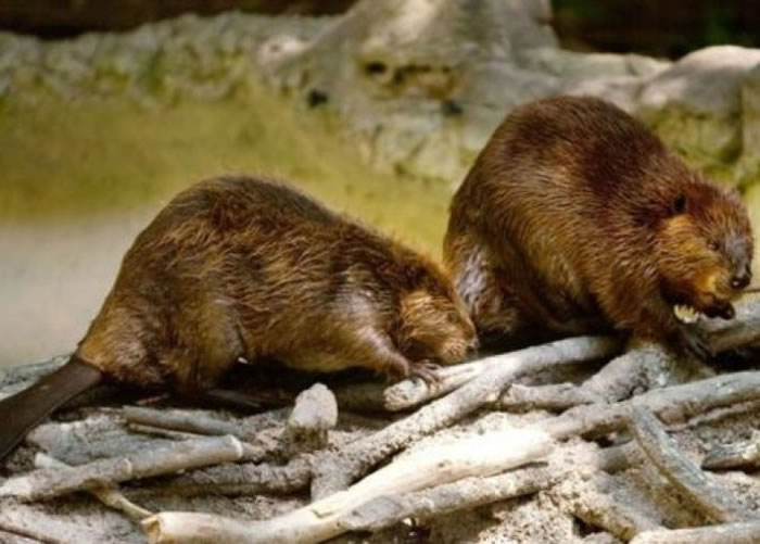 阿根廷火地岛省当局,计划彻底消灭北美河狸。