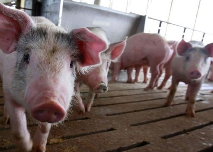 英国研究发现,猪和人类同样拥有个性,有时乐观,有时悲观。