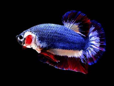 探秘美国巨型帕劳斯蚯蚓 - 神秘的地球 科学|自