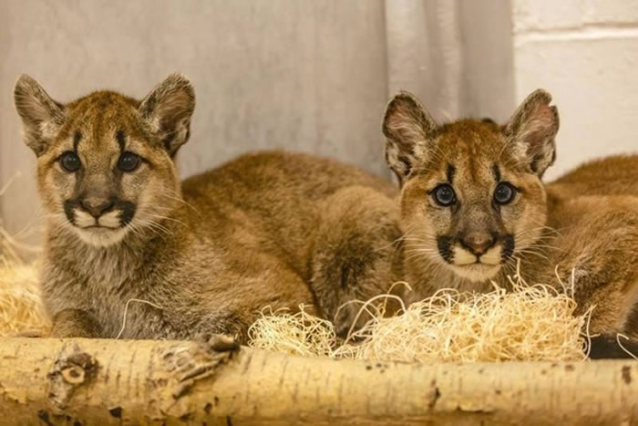 2只小美洲狮紧紧靠在一起
