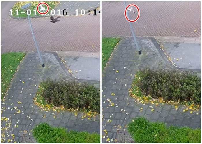 Ӣ��һֻ��Ÿ��һֻ��ɫȸ��һ����� ��Ÿʧ��ײ�������ز���