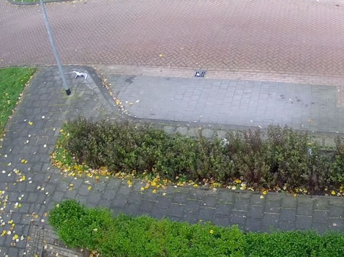 Ӣ��һֻ��Ÿ��һֻ��ɫȸ��һ����� ��Ÿʧ��ײ�������ز���