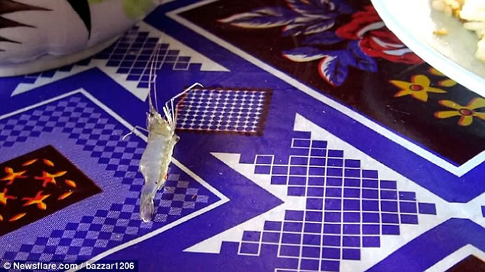 Ӣ�����µ�����կ���� ���������������Ϻɳ��