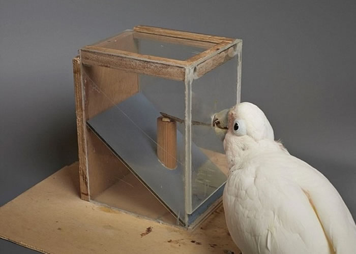 研究指鹦鹉的智慧灵活,能透过想像解决新问题。