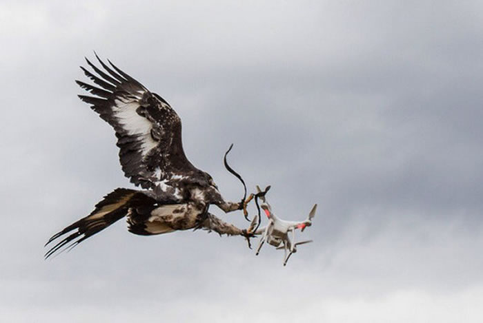 �����վ�ѵ����ӥר���Բ����˻�