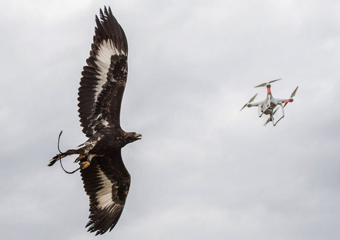 �����վ�ѵ����ӥר���Բ����˻�