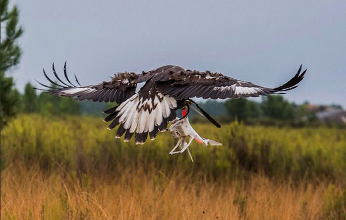 �����վ�ѵ����ӥר���Բ����˻�