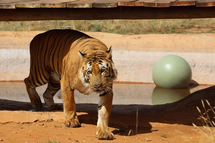 巴勒斯坦最后一只老虎拉齐兹从破烂脏乱动物园被救出来 送往南非过新生活
