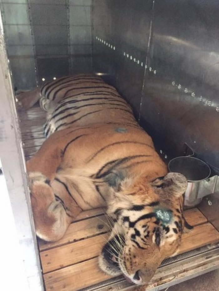 巴勒斯坦最后一只老虎拉齐兹从破烂脏乱动物园被救出来 送往南非过新生活