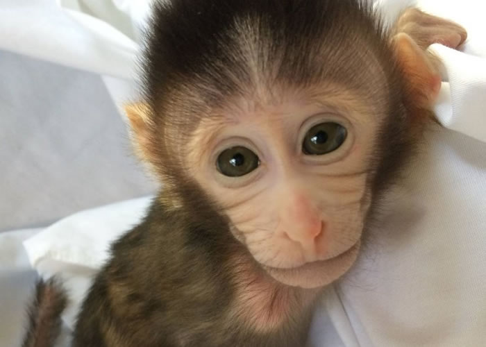 图为今年1月,在中国上海诞生的首只以基因改造自闭症猴子。