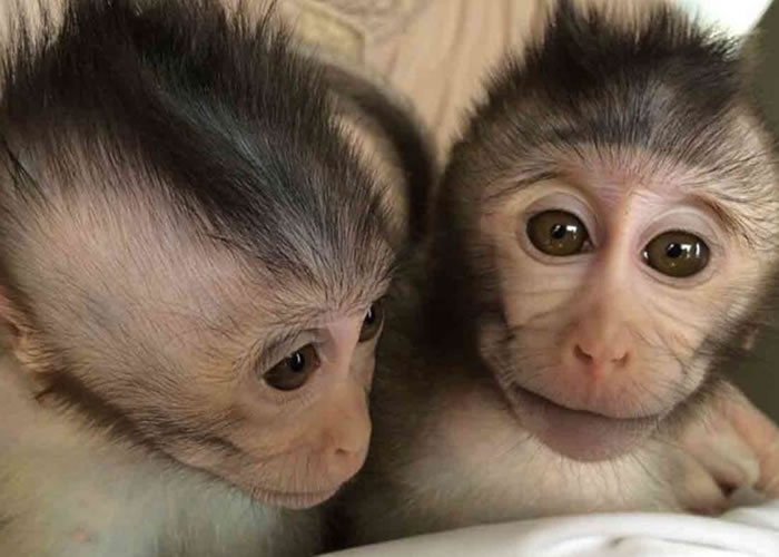 过往从未在猴子身上找到天然的自闭症基因。