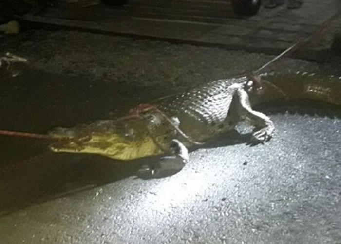 ����������ѧУ�ž��־��� ����Ա�����ֳ��ɹ���׽