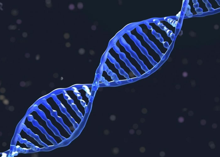 新技术成功修复老鼠脑部的基因。