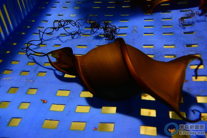 佛氏虎鲨的卵鞘呈现螺旋状。(图/屏东海生馆提供)