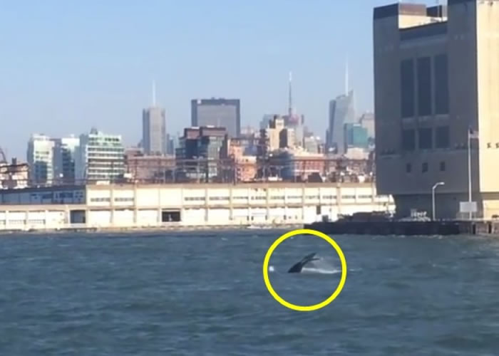 ������������ͷ��