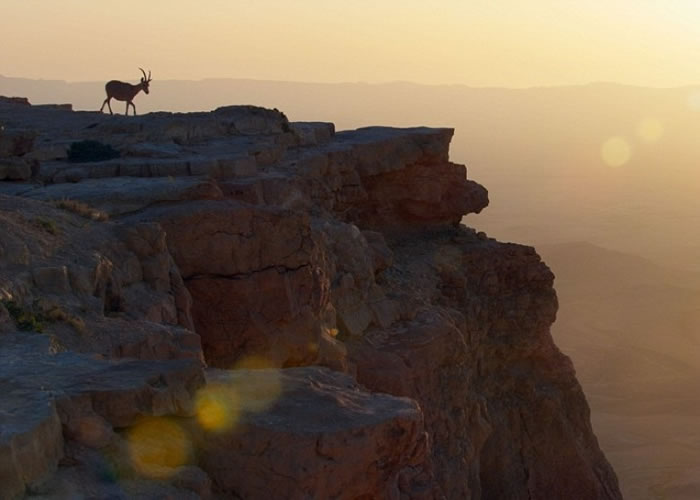 英国BBC最新纪录片:小山羊为避野狼追捕 跨越